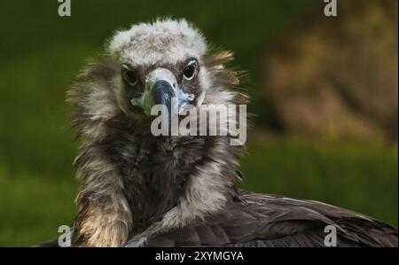 Avvoltoio nero eurasiatico, habitat Europa meridionale e Asia centrale Foto Stock