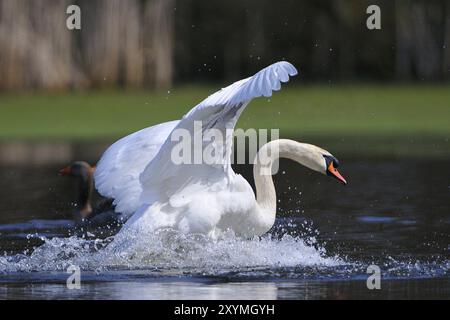 Mute Swan durante la stagione degli accoppiamenti Foto Stock