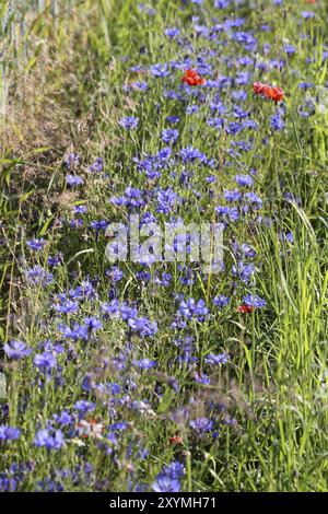 Fiori di mais e poppies di mais Foto Stock