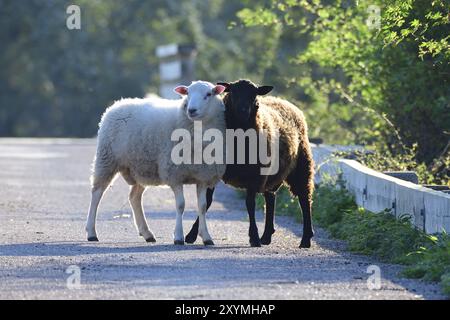 Una pecora nera e una bianca in piedi su una strada. 2 pecore in piedi su una strada Foto Stock