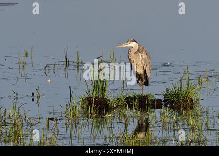 Airone grigio al sole del mattino. Aironi grigi in un lago Foto Stock