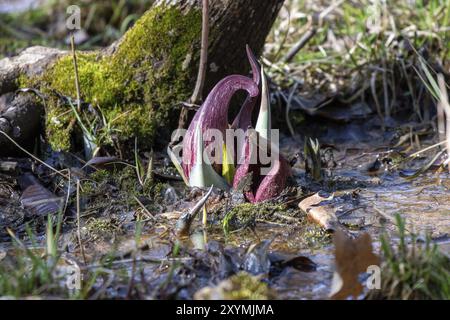 Il cavolo Skunk (Symplocarpus foetidus) è una delle prime piante autoctone a crescere e fiorire all'inizio della primavera nel Wisconsin Foto Stock