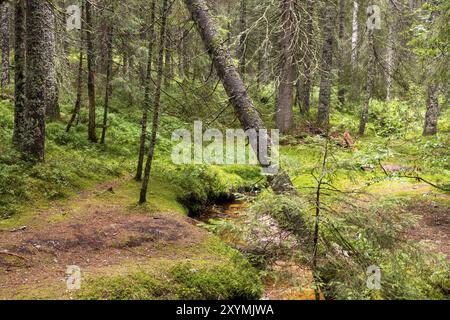 Foresta brughiera scura con riflessi nell'acqua scura, felci, erba e abeti rossi Foto Stock