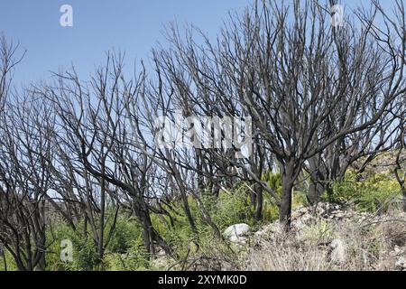 Cespugli di piume bruciata nel Parco Nazionale di Garajonay Foto Stock