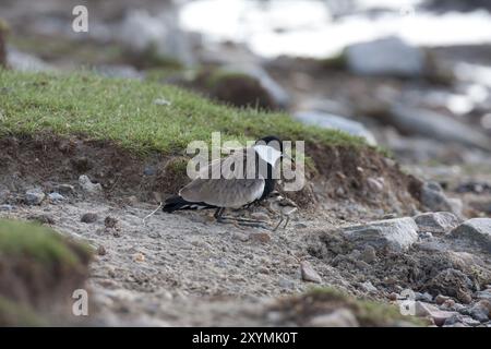 La ragazza Lapwing cerca rifugio con sua madre Foto Stock