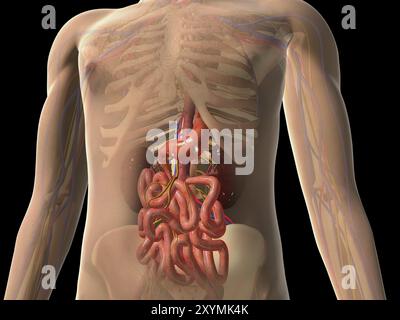 Vista trasparente del corpo umano che mostra reni e intestini Foto Stock