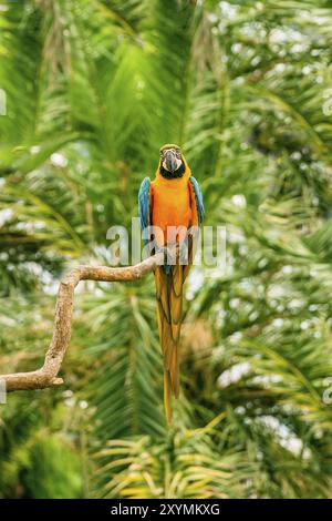 Colorati pappagalli d'ara seduti su un ramo nella giungla Foto Stock