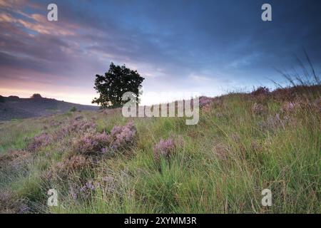 erica fiorita sulla collina all'alba, Gheldria, Paesi Bassi Foto Stock