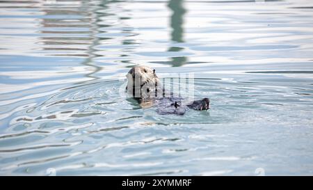 Lontre di mare che si nutrono nel porto di Seward in Alaska Foto Stock