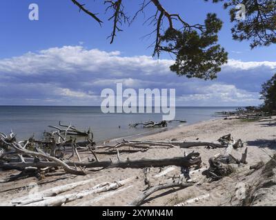 Cape Kolka Baia di riga, Lettonia, Europa Foto Stock