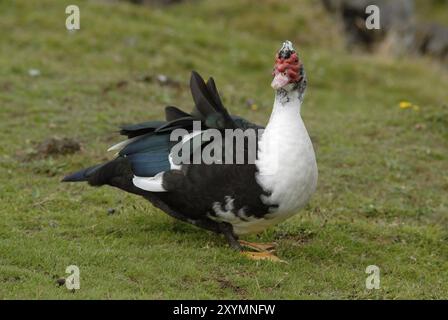 Muscovy Duck (Cairina moschata), Pico Island, Azzorre, Portogallo, Europa Foto Stock