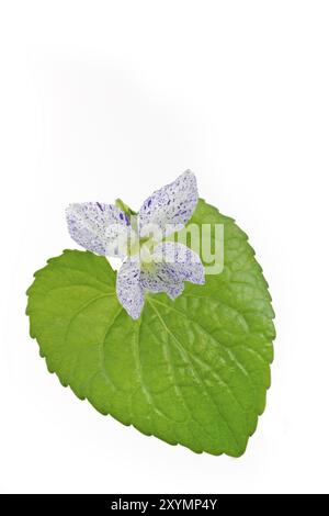 Viola peonia (Viola sororia) su sfondo bianco Foto Stock