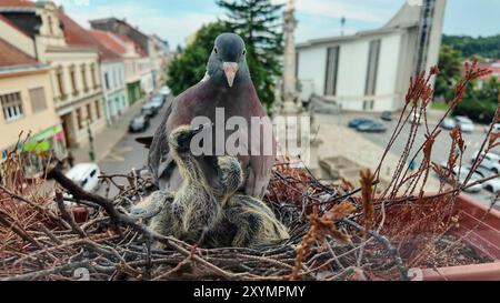 Colombe con squabs. Squab che chiedono di essere nutriti. Dove dà da mangiare ai piccioni. I piccioni hanno quattro giorni. Il concetto di vita dei piccioni in città Foto Stock