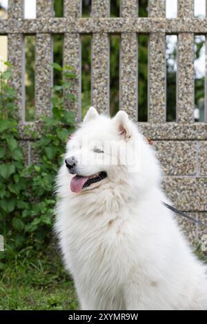 Cane Samoiedo felice al guinzaglio seduto davanti a una recinzione in pietra ghiaiosa con piante rampicanti verdi in estate, formato ritratto Foto Stock