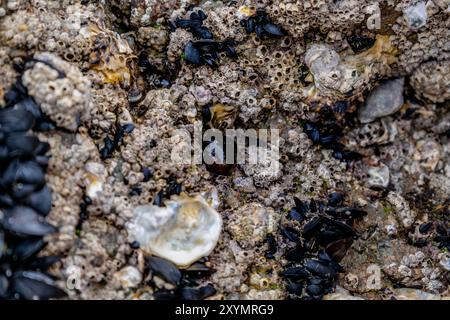 Anemone di pomodoro in Bretagna, cotes d'Armor su una roccia con bassa marea, anemone rosso, anemone di pomodoro marino o anemone di beadlet, actinia equina Foto Stock