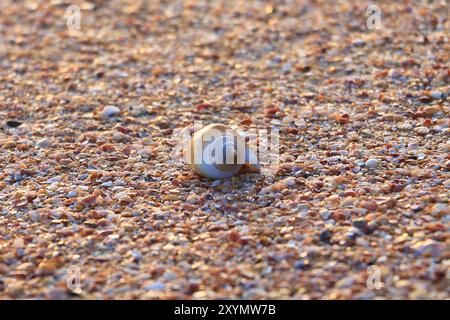 Una conchiglia sulla spiaggia durante il tramonto. Foto Stock