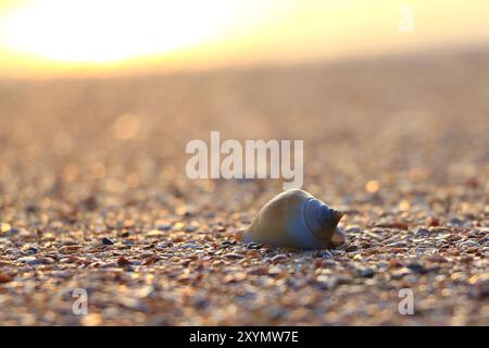 Una conchiglia sulla spiaggia durante il tramonto. Foto Stock