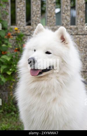 Cane bianco seduto davanti alla recinzione Foto Stock