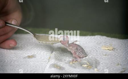 Budgerigar pulcini che mangiano Foto Stock