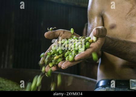 Cardamom Dryer, la Tana, zona di Reyna, dipartimento di Uspantan, Guatemala, America centrale Foto Stock