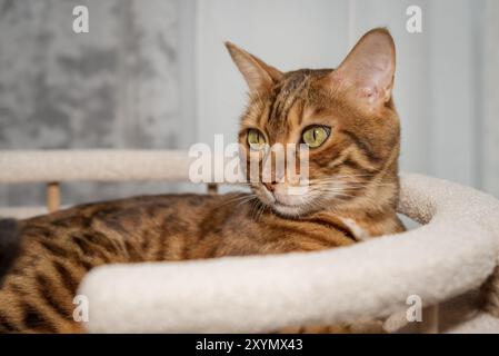 Gatto shorthair del Bengala disteso in un letto d'albero. Mobili per gatti e gatti. Foto Stock