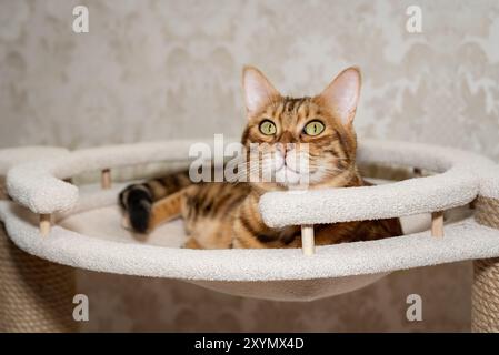 Gatto shorthair del Bengala disteso in un letto d'albero. Mobili per gatti e gatti. Foto Stock