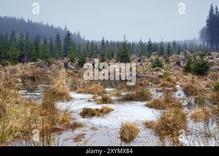 Palude invernali ghiacciate sulle montagne di Harz Foto Stock