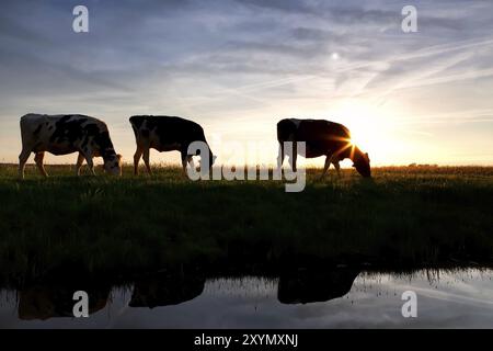 Le mucche pascolano sul pascolo sul fiume al tramonto Foto Stock