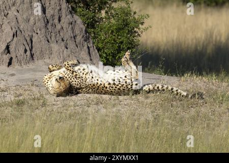 Cheetah che prende il sole nella riserva di Moremi in Botswana Foto Stock