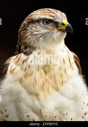 Buzzard reale a gambe ruvide o buzzard reale Foto Stock