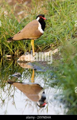 plover con wattled rosso, lapwing con wattled rosso (Hoplopterus indicus, Vanellus indicus), in piedi sul lungomare, Oman, Sohar Foto Stock