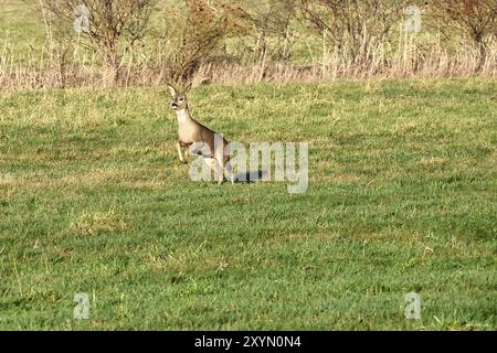 Cervi in fuga in un prato. Salta sull'erba verde. Foto di animali dalla natura Foto Stock