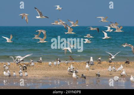 Terna crestata maggiore (Thalasseus bergii, Sterna bergii), gregge volanti sulla spiaggia, Oman, al Qurm Foto Stock