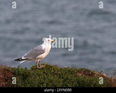 Un gabbiano aringhe si trova su una scogliera sull'isola di Helgoland Foto Stock