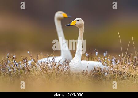 Cigno islandese whooper (Cygnus cygnus islandicus, Cygnus islandicus), che si riproduce sul suo nido in primavera sulla tundra, Islanda, Nordurland, Mývatn Foto Stock