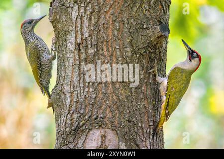 Picchio verde (Picus viridis), adulto e immaturo appollaiato su un tronco d'albero, Italia, Toscana, piana fiorentina; stagno della Q Foto Stock