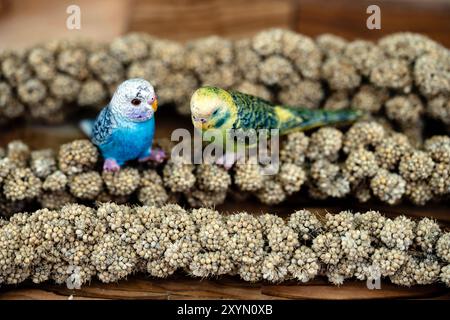 Setole, setole di pianure, setole di pianure, setole di pianure, setole di erba striata, setole striate, setole gialle, coda di cavallo gialla, italiano Foto Stock