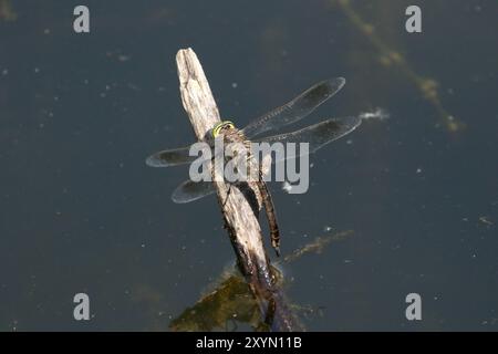 Minore Imperatore Dragonfly forma marea femminile ovipositing - Anax parthenope Foto Stock