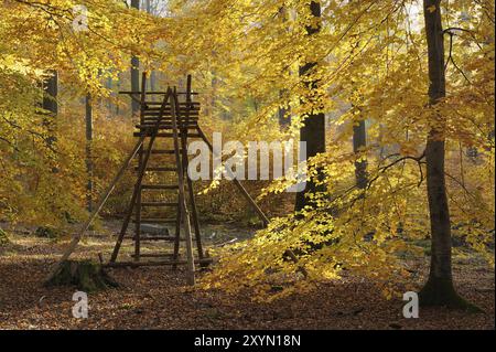 Posto alto nella foresta decidua autunnale, Spessart, Germania, Europa Foto Stock