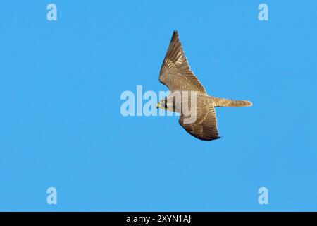 Falco peregrine (Falco peregrinus), giovane in volo, Italia, Toscana Foto Stock