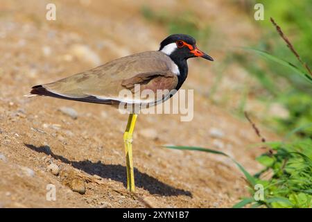 plover con wattled rosso, lapwing con wattled rosso (Hoplopterus indicus, Vanellus indicus), adulto seduto a terra, Oman, al Batinah Foto Stock