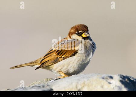 Passero italiano, passero cisalpino (Passer italiae), uomo arroccato su una pietra, vista laterale, Italia, Toscana Foto Stock