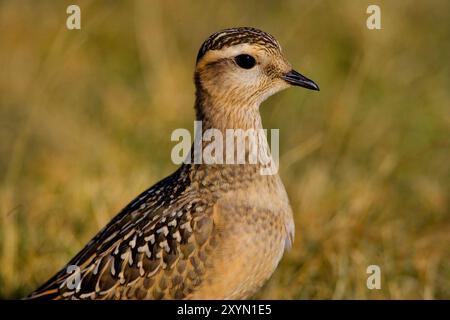 Dotterel, Speedy dotterel (Charadrius morinellus, Eudromias morinellus), ritratto, Italia, Toscana Foto Stock