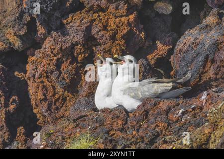 La parula di Audubon, il fulmar settentrionale, il fulmar artico (Fulmarus glacialis audubonii, Fulmarus audubonii), che riposano sulla scogliera nel loro colo di riproduzione Foto Stock