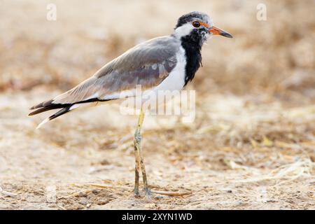 plover con wattled rosso, lapwing con wattled rosso (Hoplopterus indicus, Vanellus indicus), in piedi a terra, Oman, Sohar Foto Stock