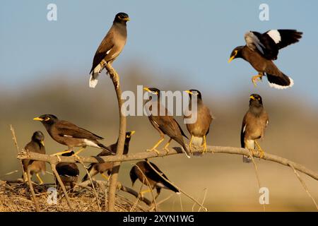 Mynah comune (Acridotheres tristis), seduta su un ramo, Oman, Sohar Foto Stock