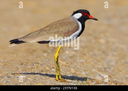 plover con wattled rosso, lapwing con wattled rosso (Hoplopterus indicus, Vanellus indicus), adulto seduto a terra, Oman, al Batinah Foto Stock