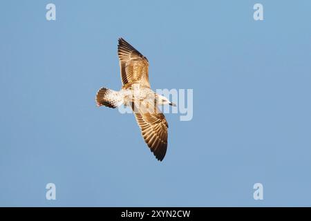 Caspian Gull (Larus cachinnans, Larus cachinnans cachinnans), giovane in volo, Oman, al Qurm Foto Stock