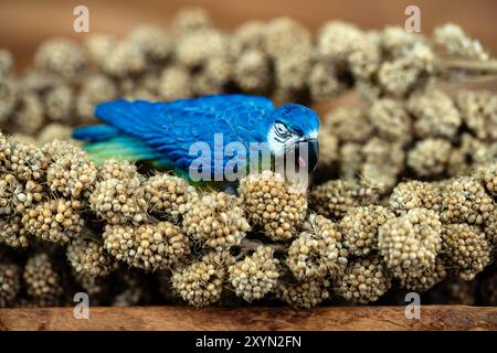 Setole, setole di pianure, setole di pianure, setole di pianure, setole di erba striata, setole striate, setole gialle, coda di cavallo gialla, italiano Foto Stock