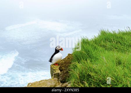 Atlantic Puffin permanente sulla roccia presso la scogliera di Latrabjarg in Islanda Foto Stock